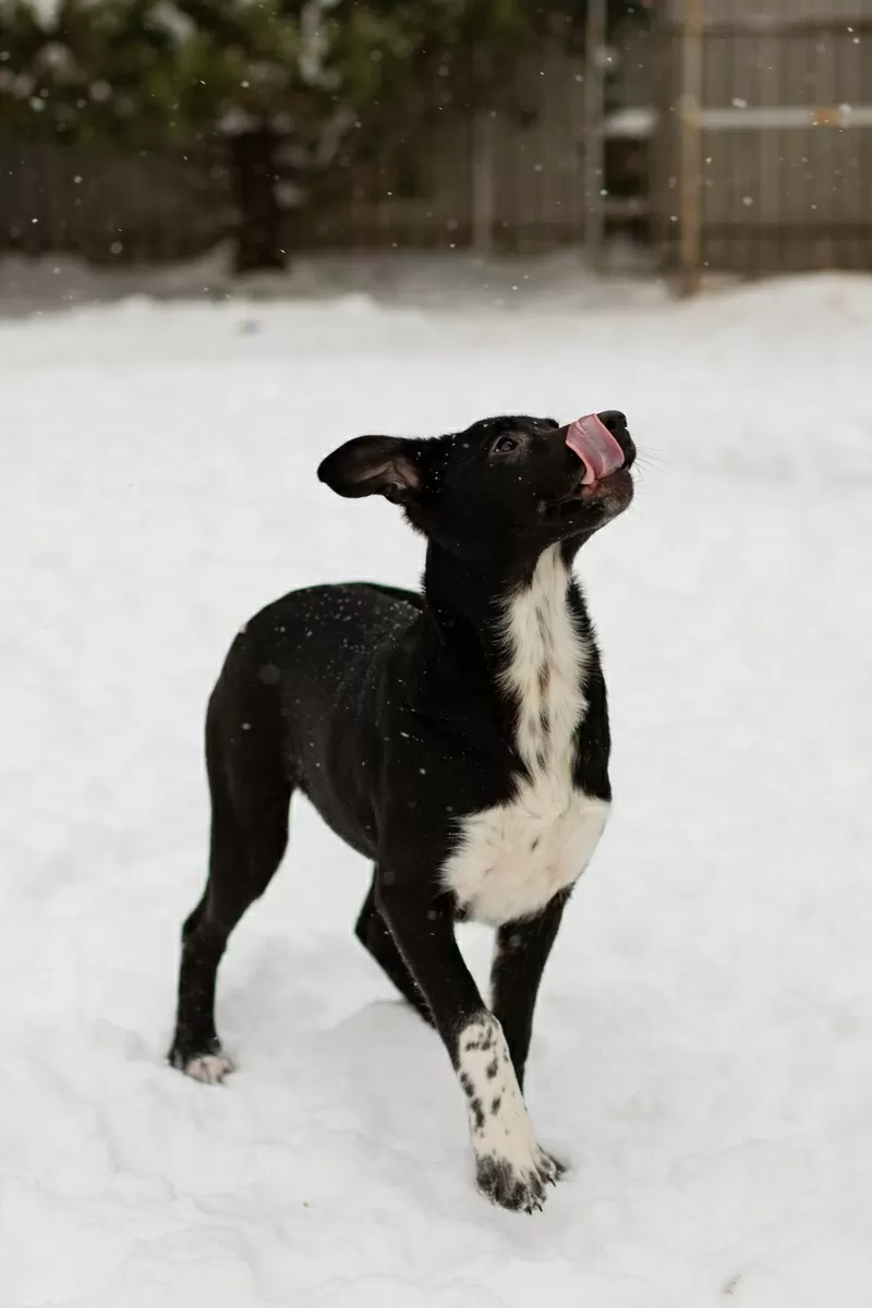 Крошечке очень нужен дом (в дар)