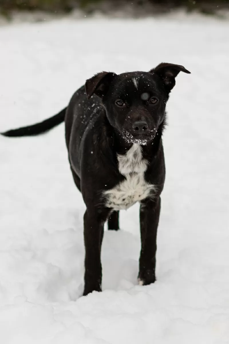 КАРТОШЕЧКА ИЩЕТ ДОМ (В дар) 6