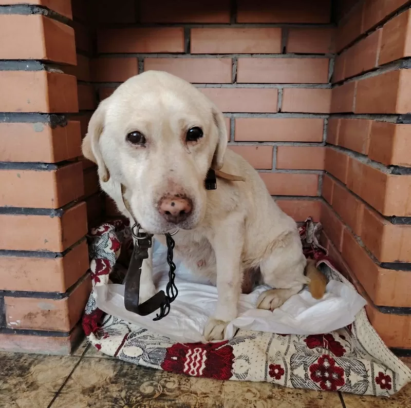 Собачка в дар.в добрые руки.