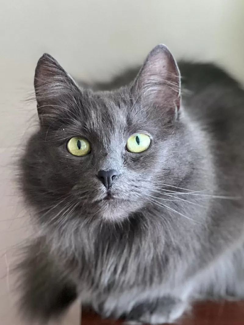 Шикарная кошка Марси