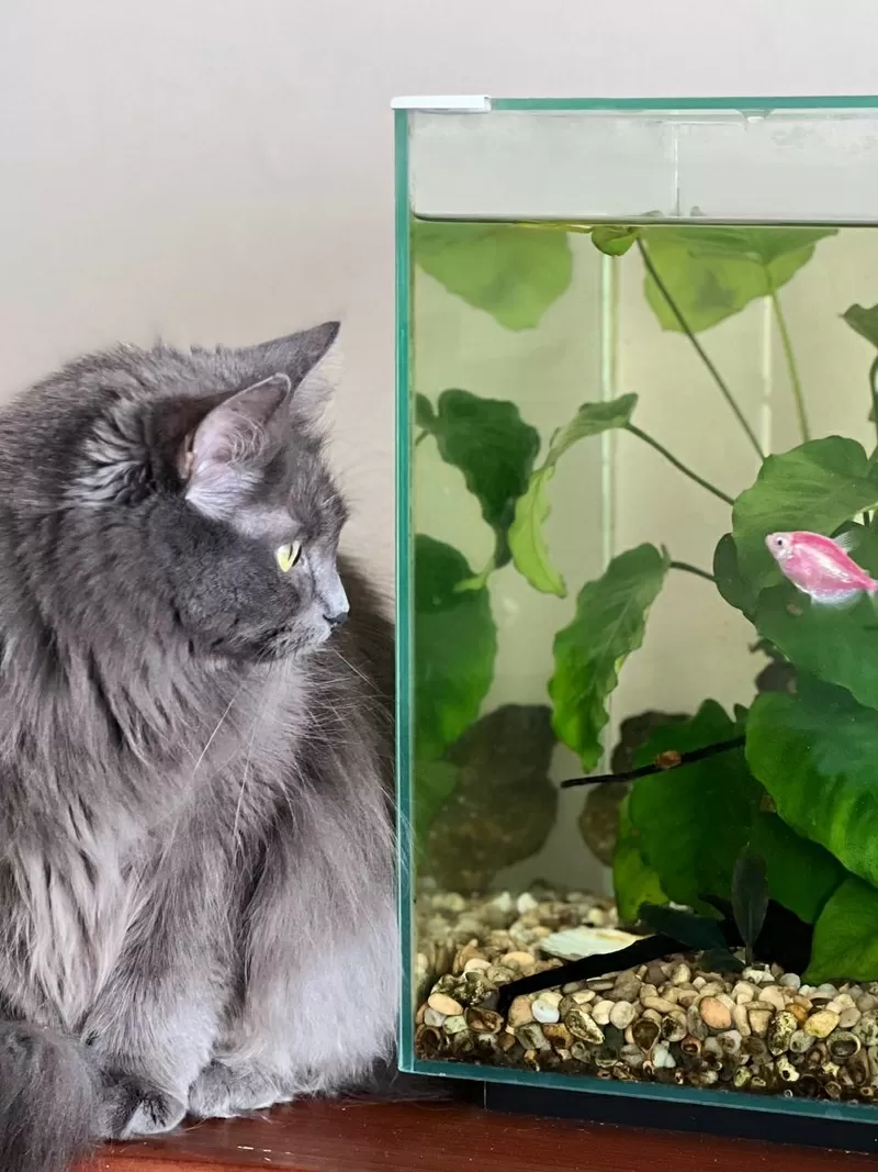 Шикарная кошка Марси 3