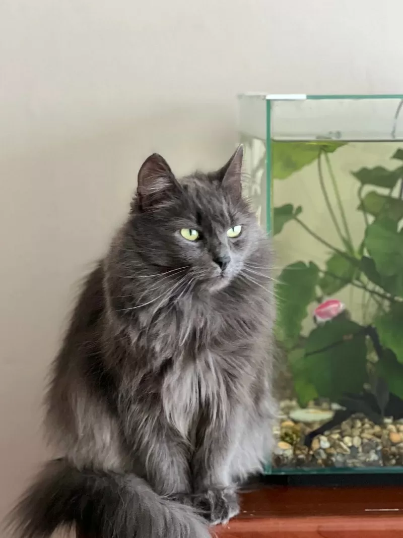 Шикарная кошка Марси 2