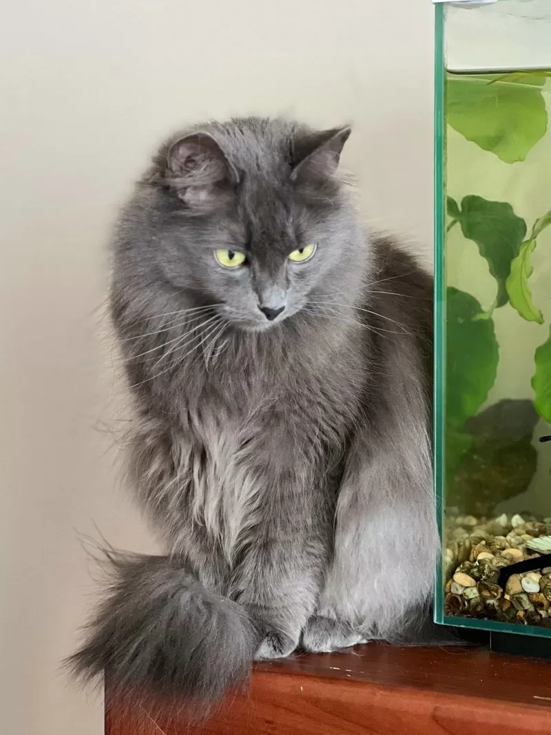 Шикарная кошка Марси 4