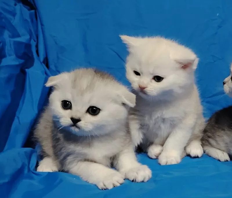 Шотландские котята в резерв. 5