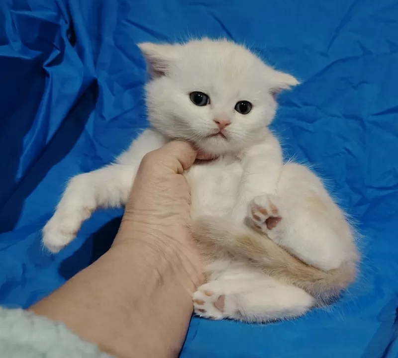 Шотландские котята в резерв.