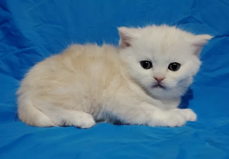 Шотландские котята в резерв. 2