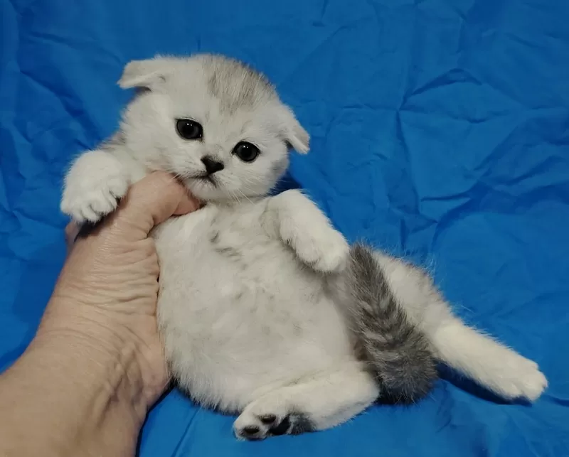 Шотландские котята в резерв. 3