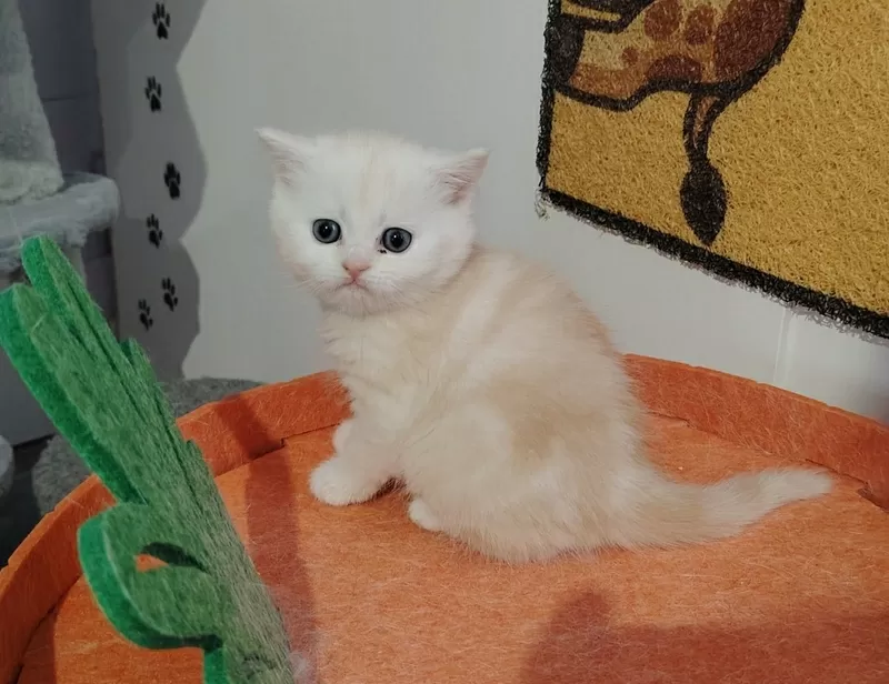 Котенок шиншилленок, шотландский. 2