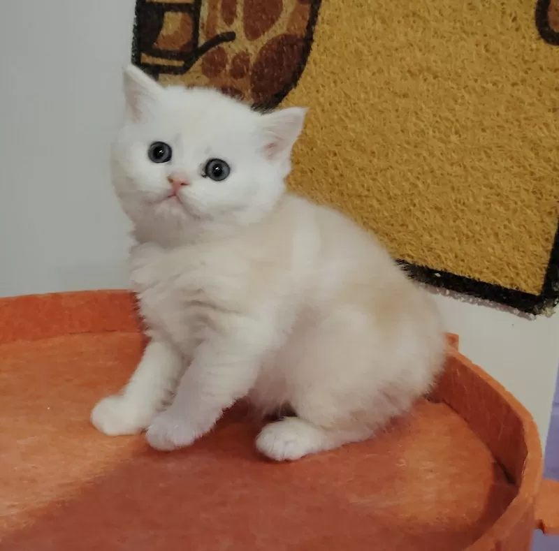 Котенок шиншилленок, шотландский.