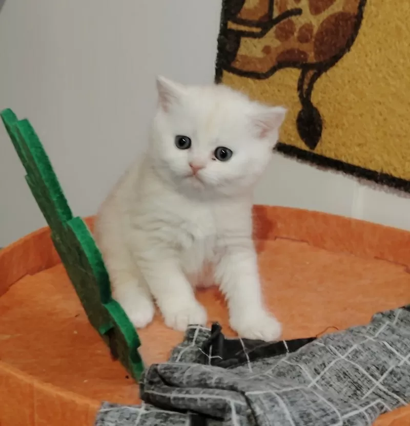 Котенок шиншилленок, шотландский. 3