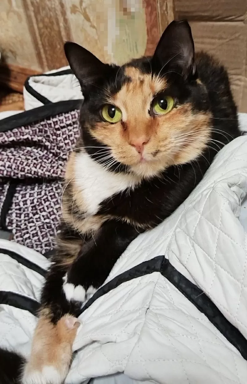 ЛАПУШКА В ДАР ЛЮБЯЩИМ СЕРДЦАМ!!!