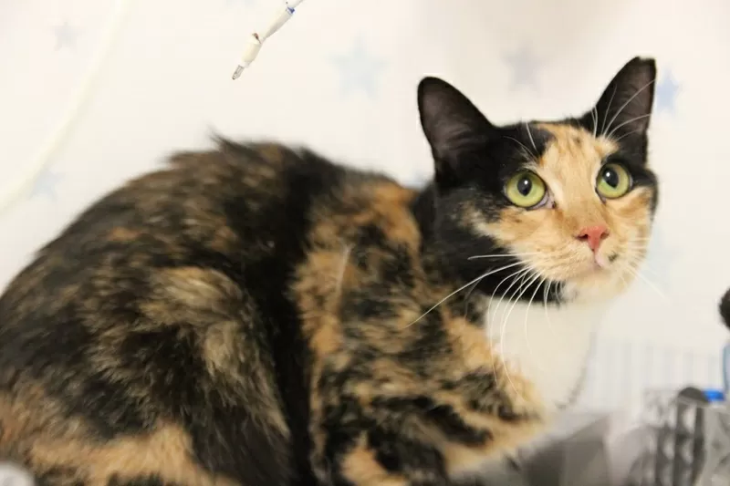 ЛАПУШКА В ДАР ЛЮБЯЩИМ СЕРДЦАМ!!! 6