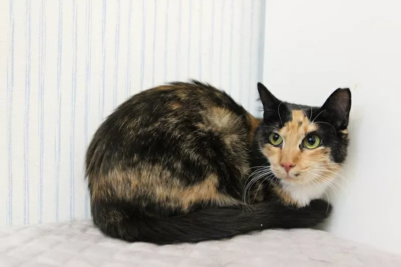 ЛАПУШКА В ДАР ЛЮБЯЩИМ СЕРДЦАМ!!! 3