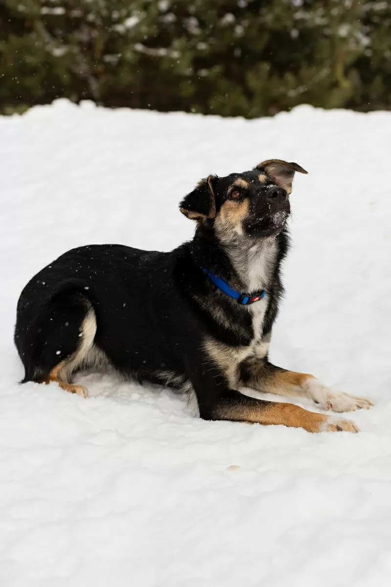Умнейшая Козявочка ждет свою семью (В дар) 2