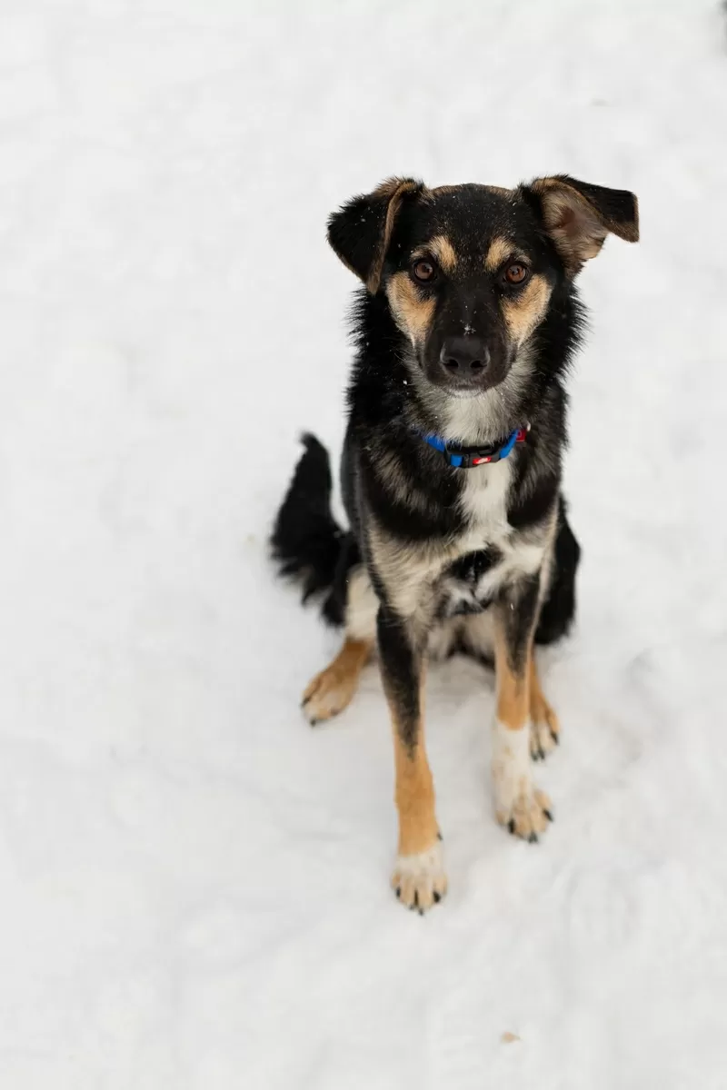 Умнейшая Козявочка ждет свою семью (В дар)