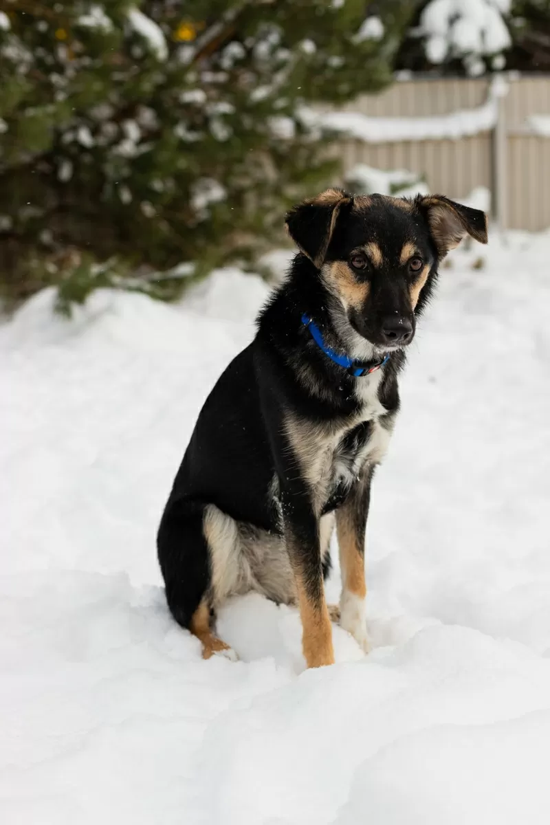 Умнейшая Козявочка ждет свою семью (В дар) 3