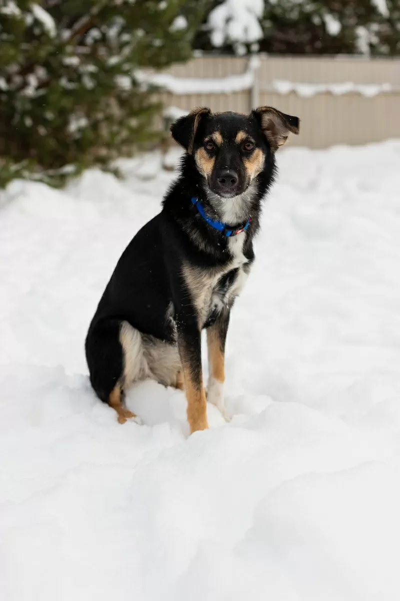 Умнейшая Козявочка ждет свою семью (В дар) 4