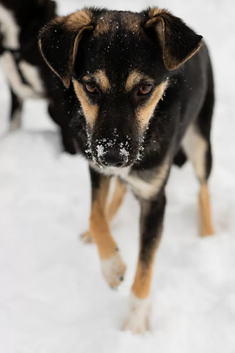 Умнейшая Козявочка ждет свою семью (В дар) 6