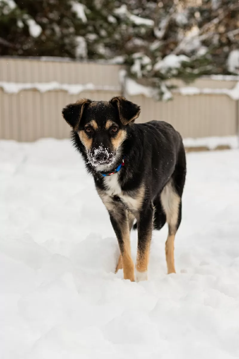 Умнейшая Козявочка ждет свою семью (В дар) 7