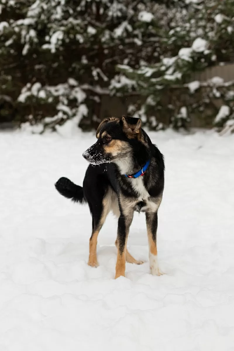 Умнейшая Козявочка ждет свою семью (В дар) 8