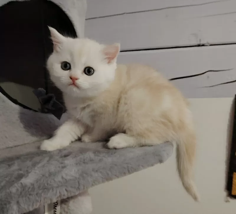 Котенок.мальчик.скоттиш страйт. 2