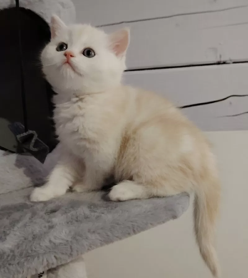 Котенок.мальчик.скоттиш страйт. 3