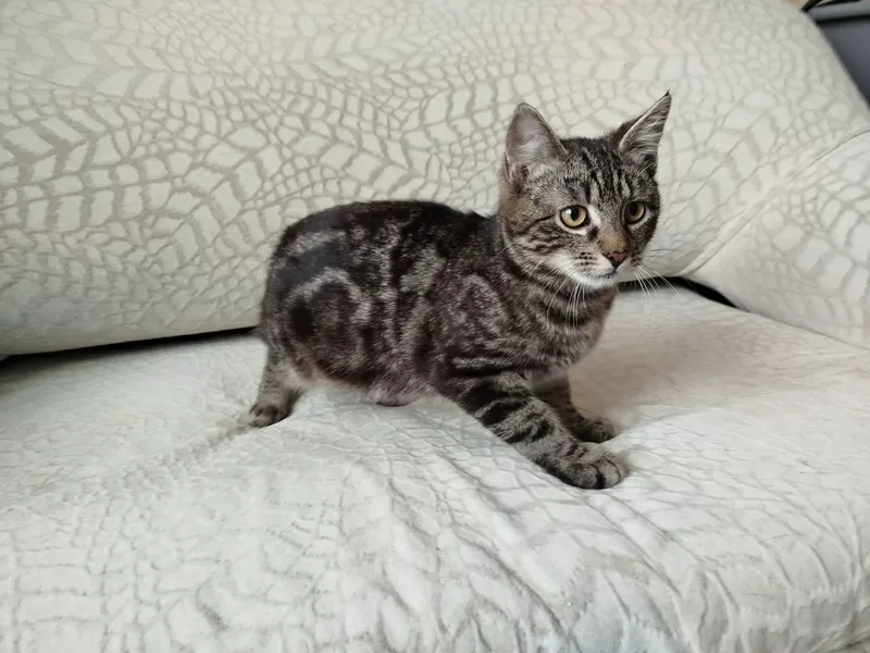 Общительный красавчик Имель 2