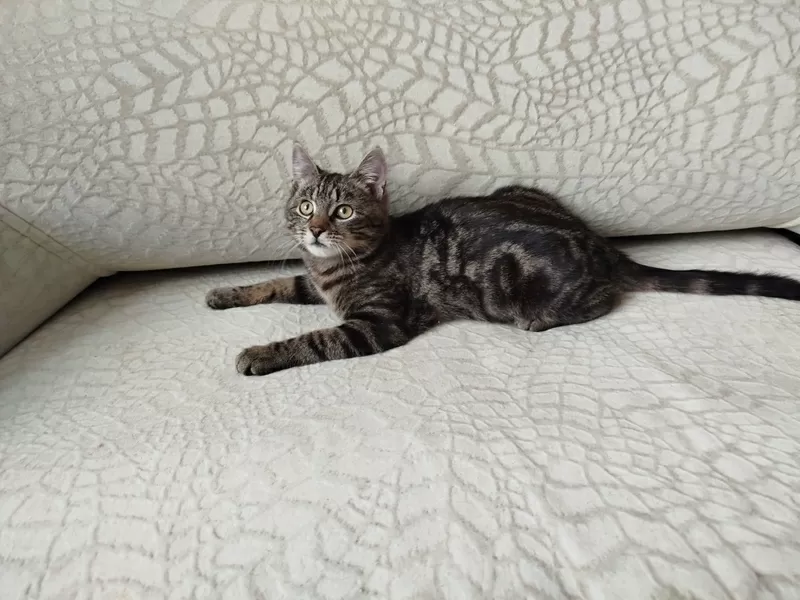 Общительный красавчик Имель 3