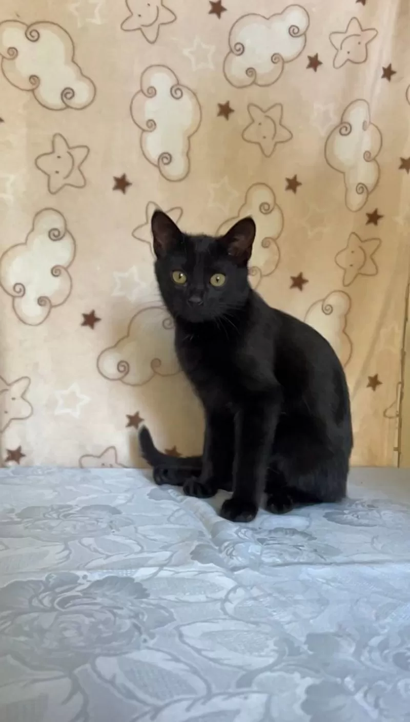 Славный котик Мистик 2