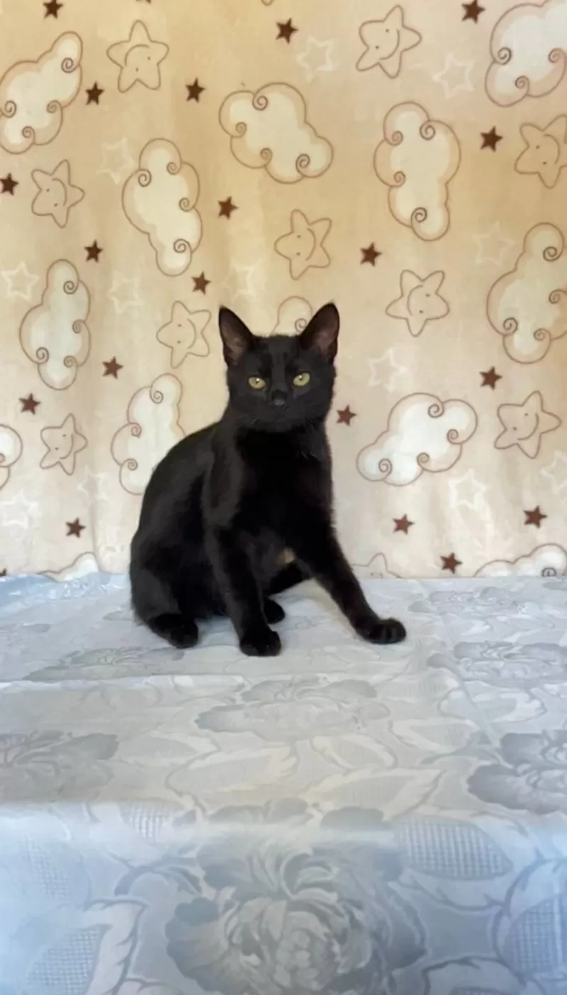 Славный котик Мистик 3