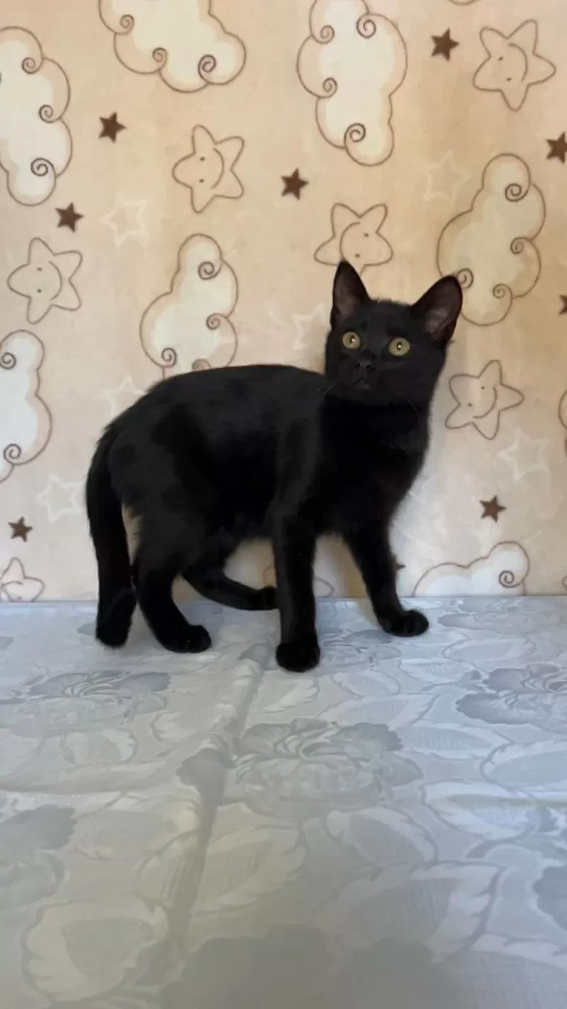 Славный котик Мистик 4