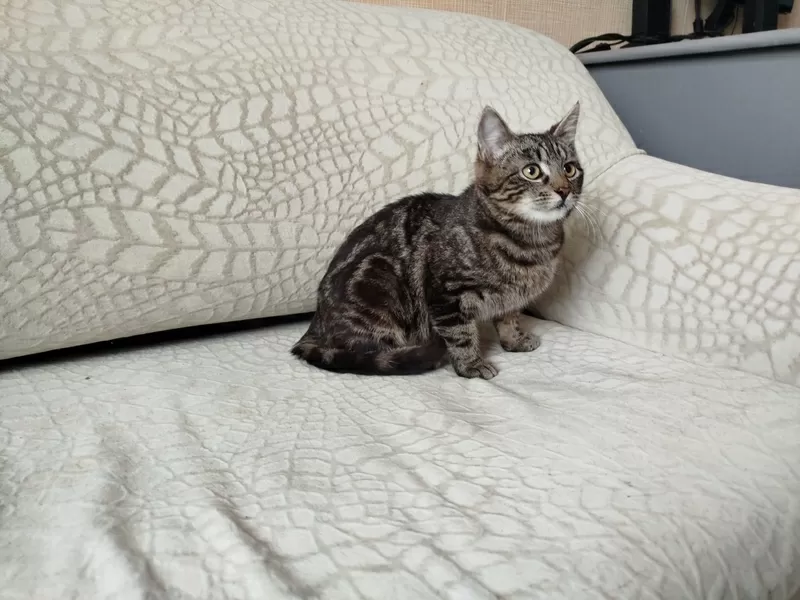 Общительный красавчик Имель 6