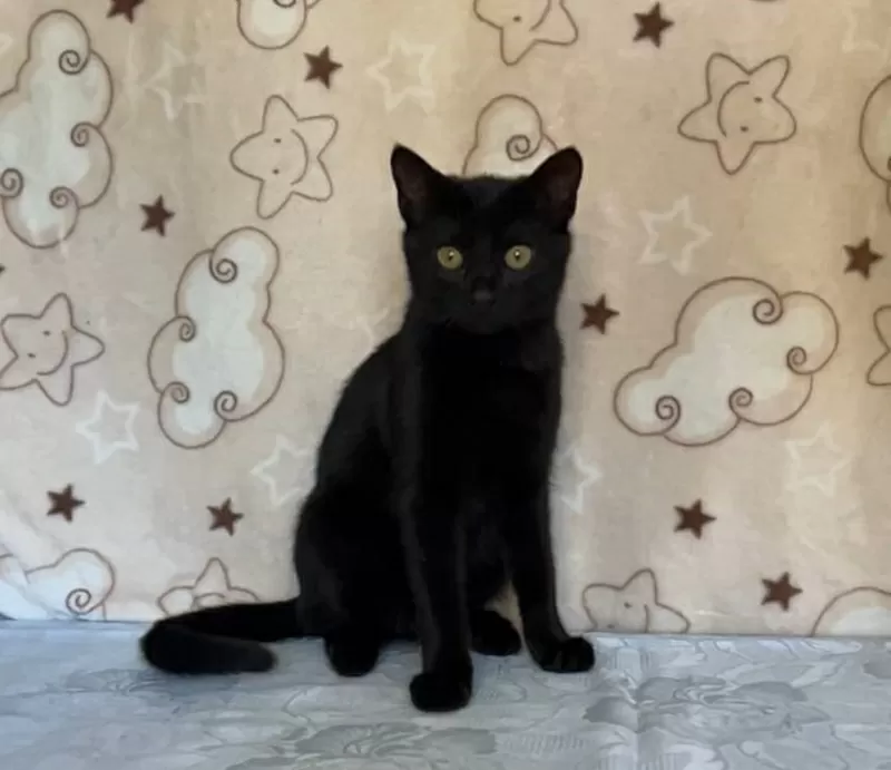 Славный котик Мистик