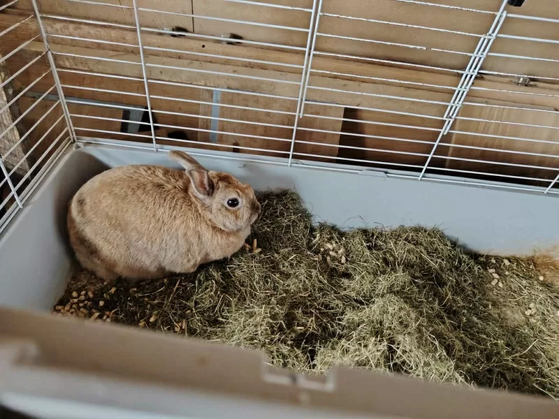 Кролик в дар.декоративный.