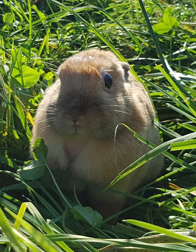 Кролик в дар.декоративный. 2