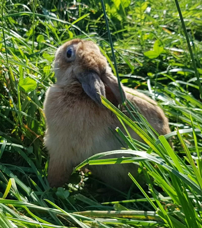 Кролик в дар.декоративный. 3