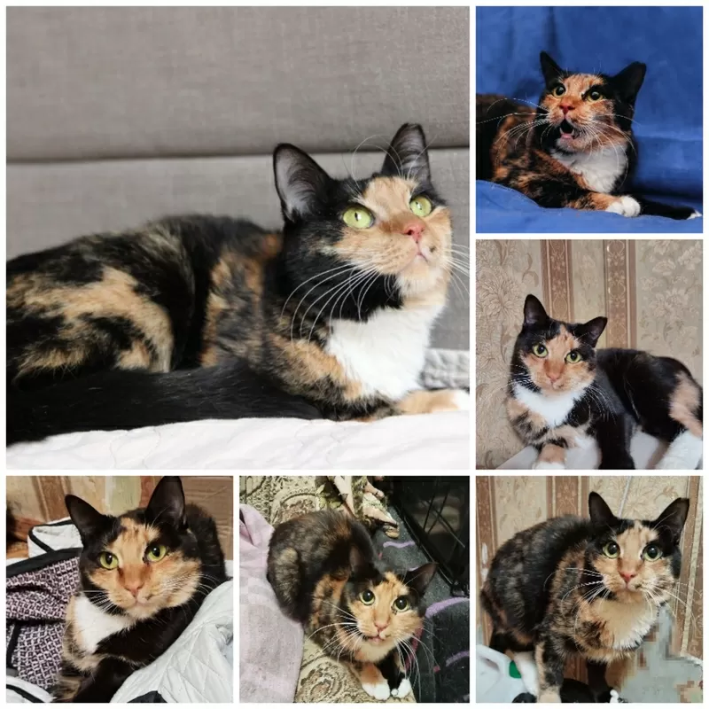 ЛАПУШКА ДВА ГОДА ИЩЕТ ДОМ!