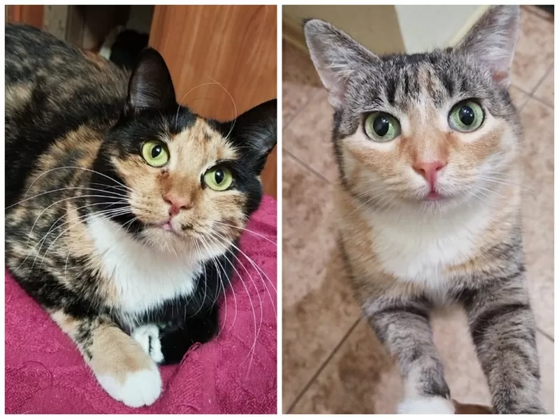 ПРИЮТУ СРОЧНО НУЖНА ПОМОЩЬ! 2