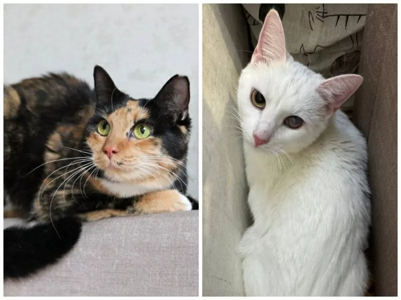 ПРИЮТУ СРОЧНО НУЖНА ПОМОЩЬ! 3