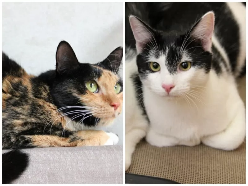 ПРИЮТУ СРОЧНО НУЖНА ПОМОЩЬ! 4