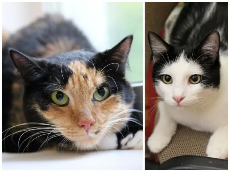 ПРИЮТУ СРОЧНО НУЖНА ПОМОЩЬ! 5