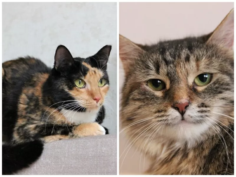 ПРИЮТУ СРОЧНО НУЖНА ПОМОЩЬ! 6