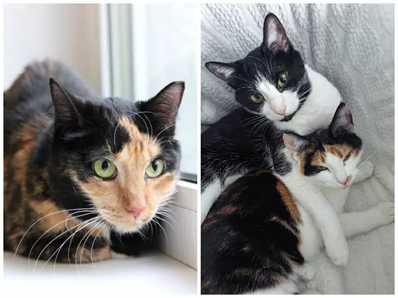 ПРИЮТУ СРОЧНО НУЖНА ПОМОЩЬ! 7