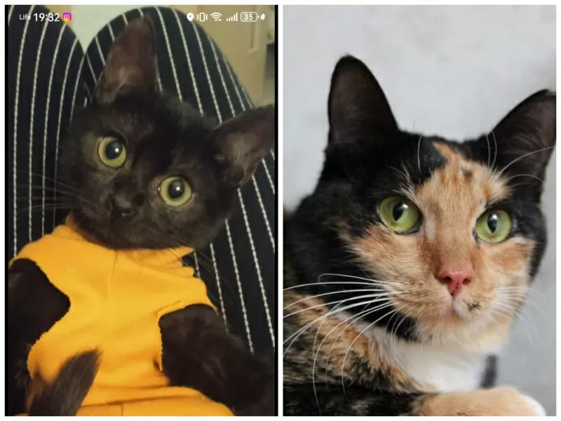 ПРИЮТУ СРОЧНО НУЖНА ПОМОЩЬ! 9