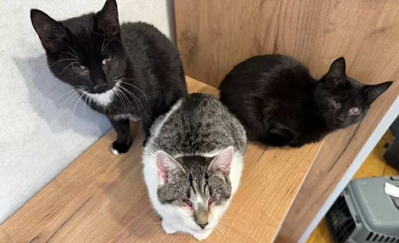 ПРИЮТУ СРОЧНО НУЖНА ПОМОЩЬ!