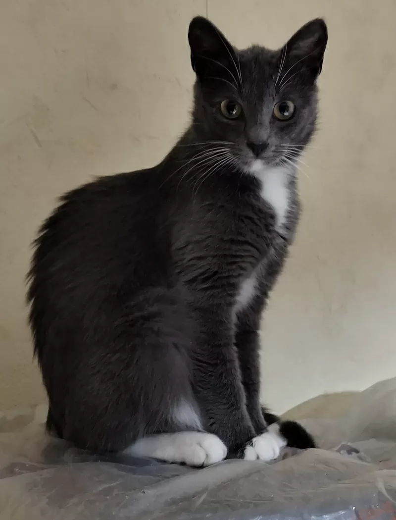 Ласковая Эльфи в дар