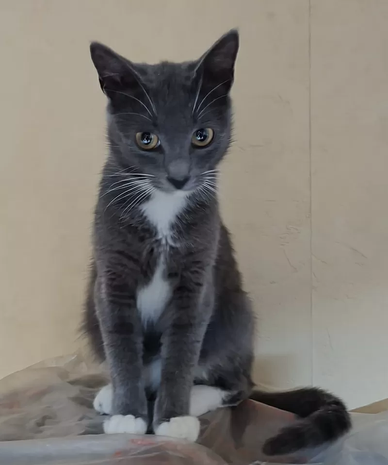 Ласковая Эльфи в дар 3