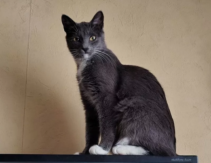 Ласковая Эльфи в дар 2