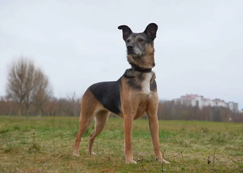 Спокойная интеллигентная собака Кира в дар 10