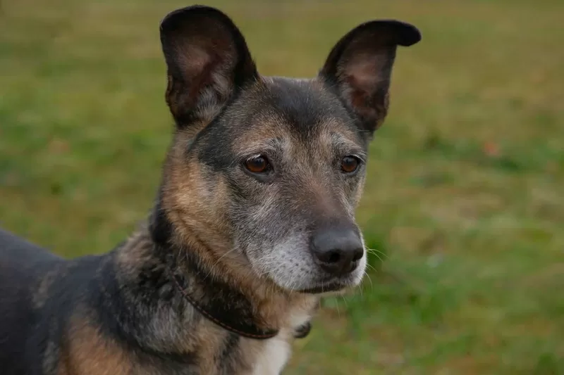 Спокойная интеллигентная собака Кира в дар 2